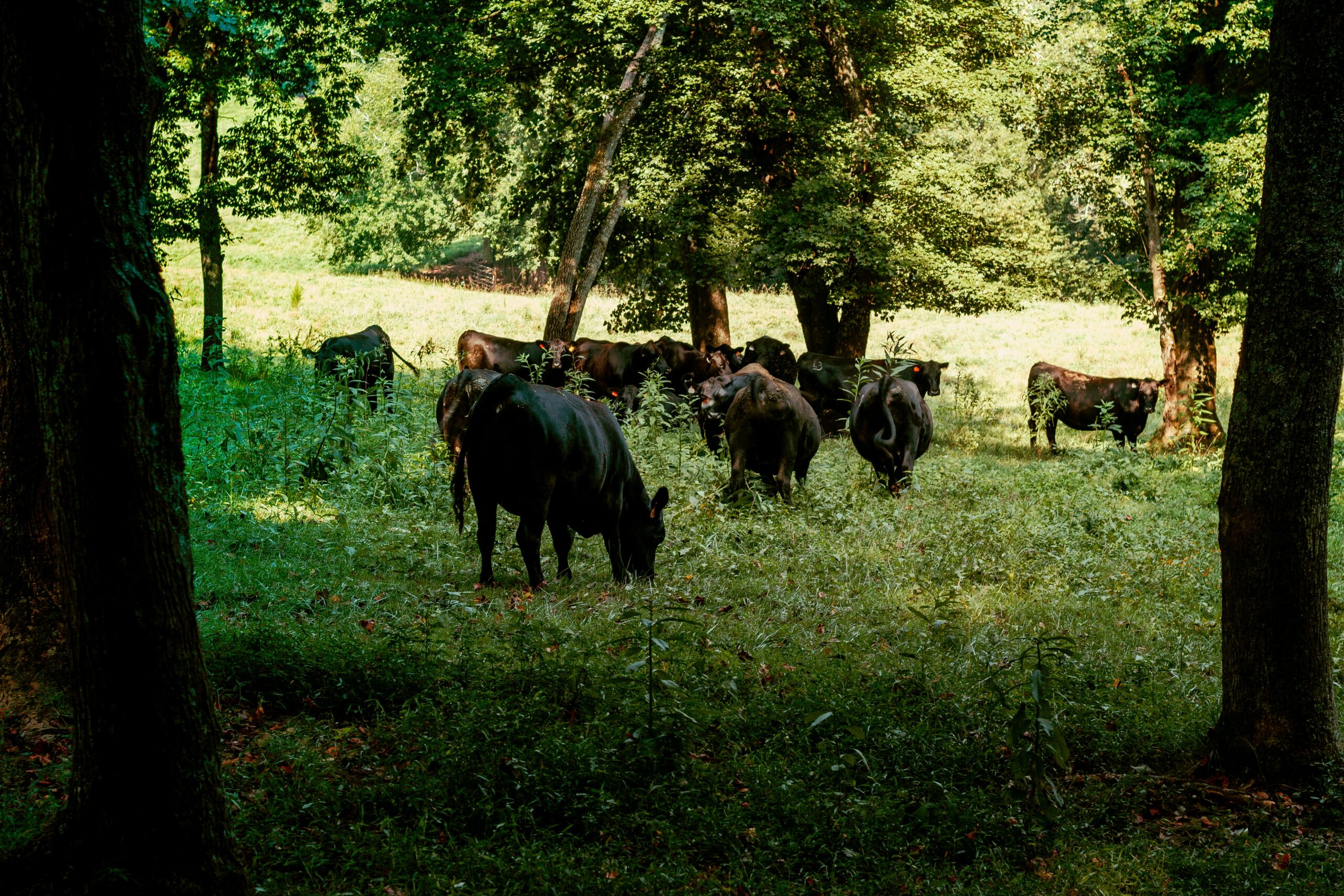 sean-foster-0DYFuj8nBxc-unsplash